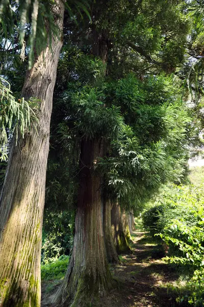 Красивые Деревья Зеленом Парке Солнечный День — стоковое фото