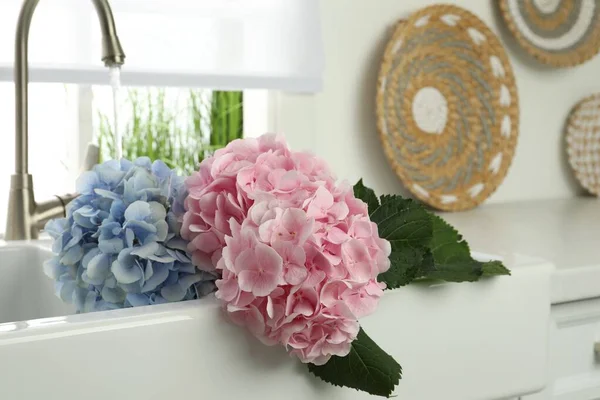 Красиві Світло Блакитні Рожеві Квіти Гортензії Кухонній Раковині — стокове фото
