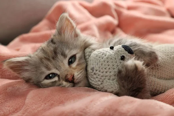 かわいいです子猫とともにおもちゃオンソフトピンク毛布 — ストック写真