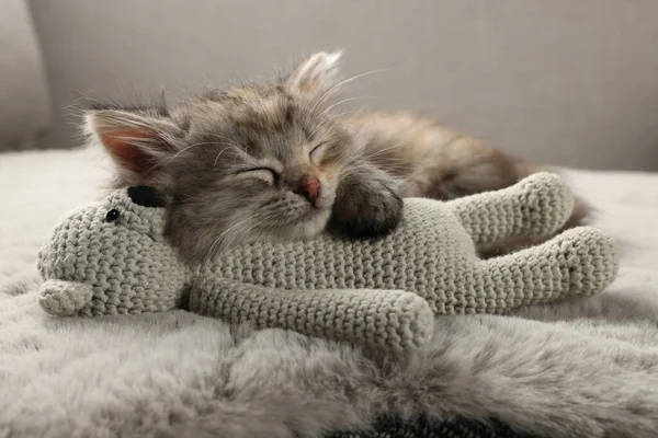 Schattig Kitten Slapen Met Speelgoed Fuzzy Grijze Deken — Stockfoto