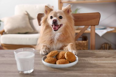 Cute Pomeranian spitz dog at table with cookies and milk indoors