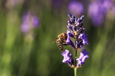 Güneşli bir günde tarlada arı olan güzel lavantanın yakın görüntüsü
