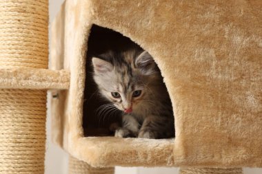 Şirin pofuduk kedi yavrusu kedi ağacında evi keşfediyor.