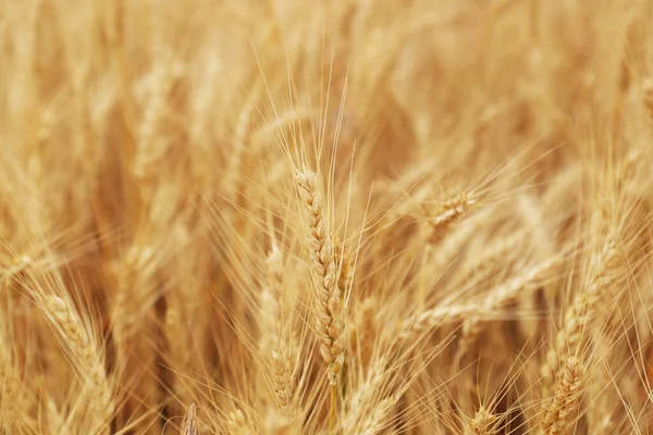 Beautiful Ripe Wheat Spikes Agricultural Field Closeup — Stock Photo, Image