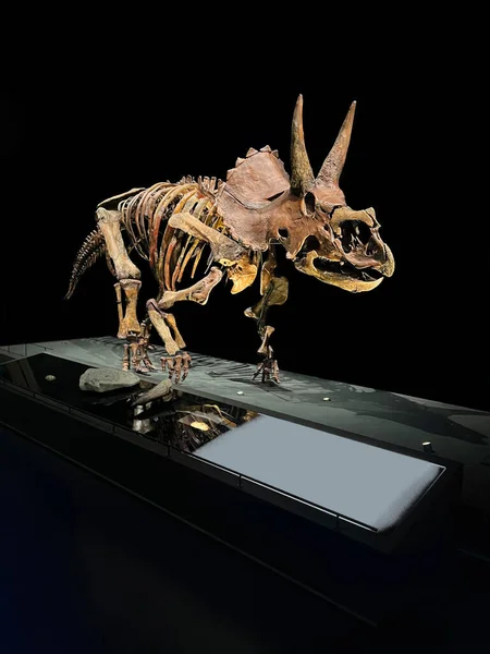 Σκελετός Triceratops Μέγεθος Ζωής Στο Μουσείο — Φωτογραφία Αρχείου