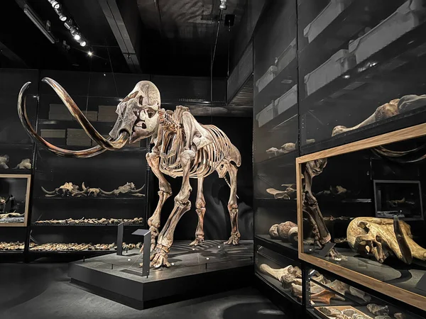 Σκελετός Μεγέθους Ζωής Του Μαμούθ Στο Μουσείο — Φωτογραφία Αρχείου