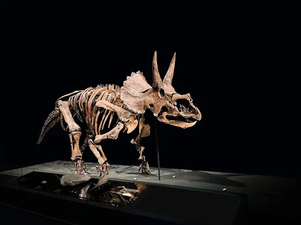 Σκελετός Triceratops Μέγεθος Ζωής Στο Μουσείο — Φωτογραφία Αρχείου
