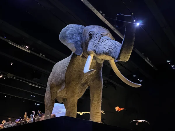 Μεγάλο Λούτρινο Ελέφαντα Στο Μουσείο Χαμηλή Γωνία — Φωτογραφία Αρχείου