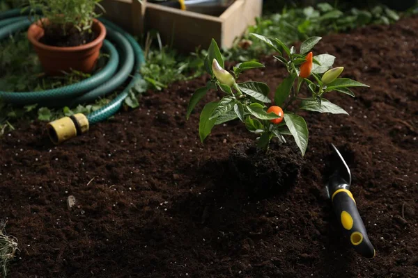 Planta Pimiento Verde Con Frutas Herramientas Jardinería Suelo Aire Libre — Foto de Stock