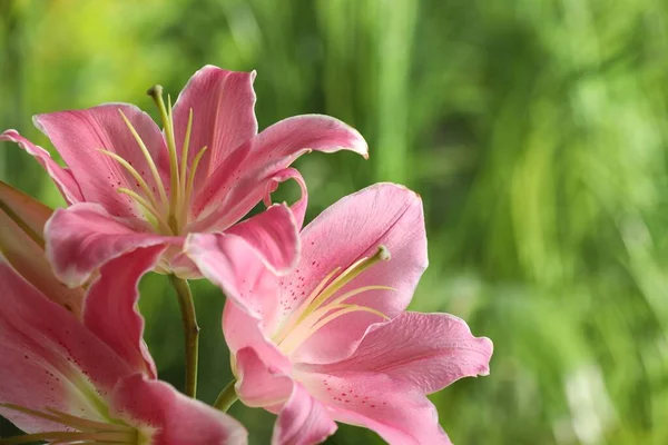 美丽的粉红百合花 背景模糊 — 图库照片