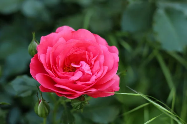 户外灌木丛上美丽的粉红玫瑰 — 图库照片
