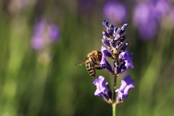 Closeup View Beautiful Lavender Bee Field Sunny Day — Stock Photo, Image
