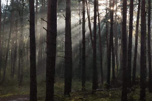 Vista Majestosa Floresta Com Raios Sol Brilhando Através Árvores Manhã — Fotografia de Stock