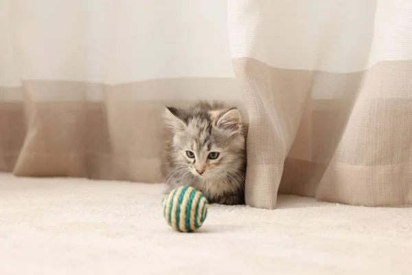 Niedliche Flauschige Kätzchen Mit Ball Hause — Stockfoto