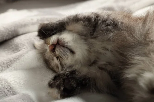 柔らかい毛布の上でかわいい子猫の睡眠 赤ちゃん動物 — ストック写真
