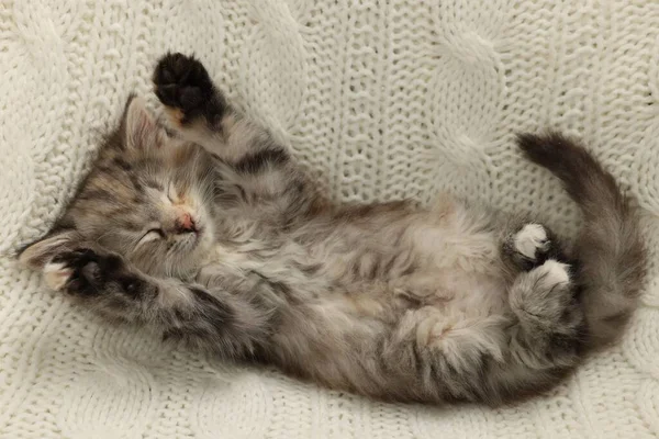 可爱的小猫睡在白色针织毛毯上 俯瞰上方 — 图库照片