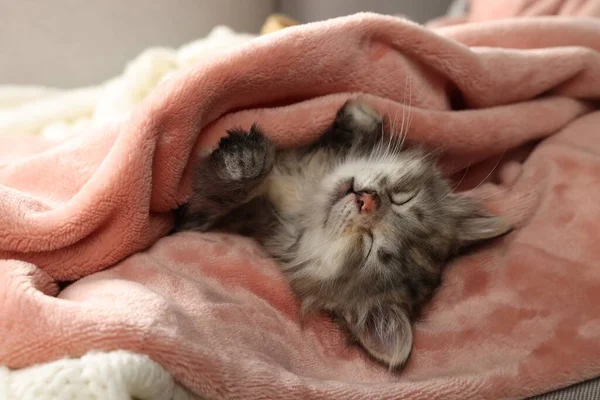 Χαριτωμένο Γατάκι Κοιμάται Απαλή Ροζ Κουβέρτα — Φωτογραφία Αρχείου