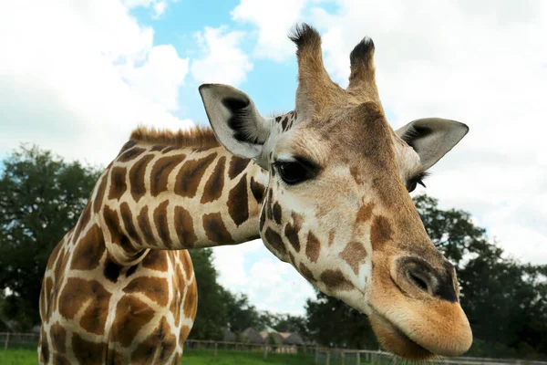 Belle Girafe Africaine Tachetée Dans Parc Safari Gros Plan — Photo