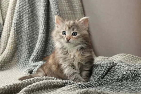 Cute Kitten Knitted Blanket Baby Animal — Stock Photo, Image