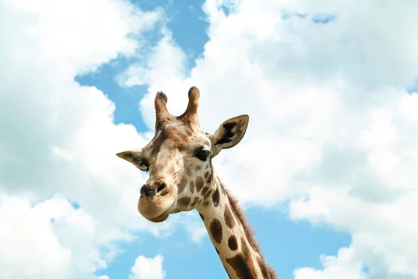 Beautiful spotted African giraffe against blue sky