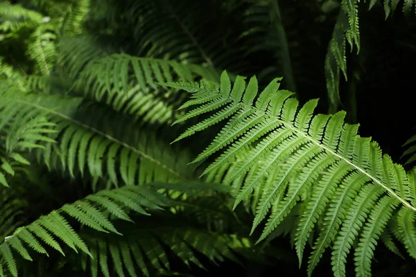 Helecho Hermoso Con Hojas Verdes Exuberantes Que Crecen Aire Libre —  Fotos de Stock