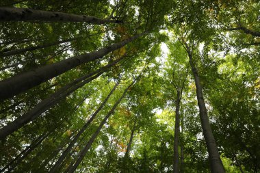 Beautiful green trees in forest on sunny day, low angle view