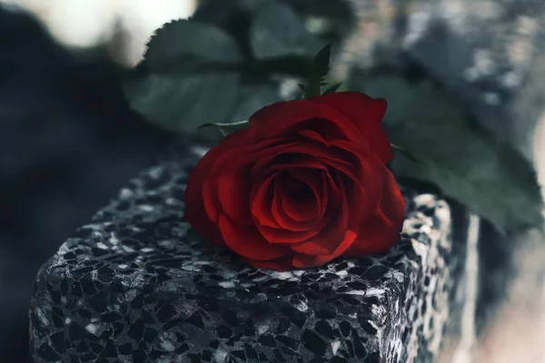 Красная Роза Сером Гранитном Надгробии Открытом Воздухе Крупный План — стоковое фото