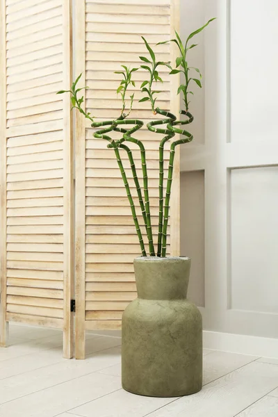 Vase Green Bamboo Stems Floor Room Interior Design — Zdjęcie stockowe