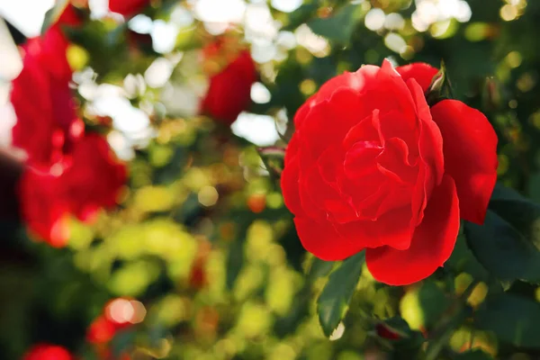 Hermosa Rosa Roja Flor Arbusto Aire Libre Primer Plano Espacio — Foto de Stock