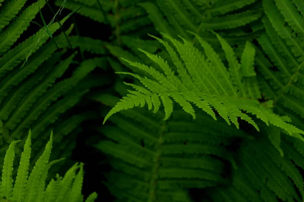 Beautiful Fern Lush Green Leaves Growing Outdoors Closeup — ストック写真