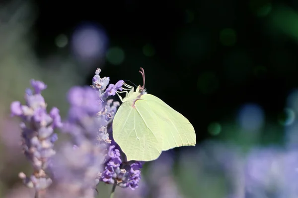 Beautiful Butterfly Lavender Field Sunny Day Closeup — Photo