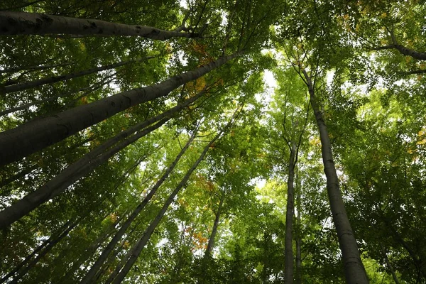 Beautiful Green Trees Forest Sunny Day Low Angle View — Stock fotografie