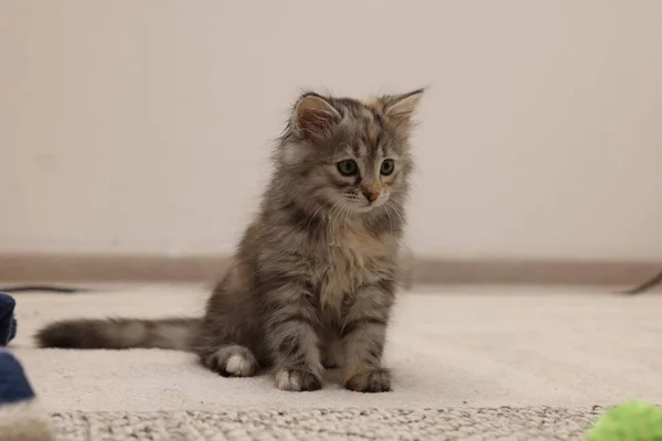 Cute Fluffy Kitten Home Baby Animal — Stock Photo, Image