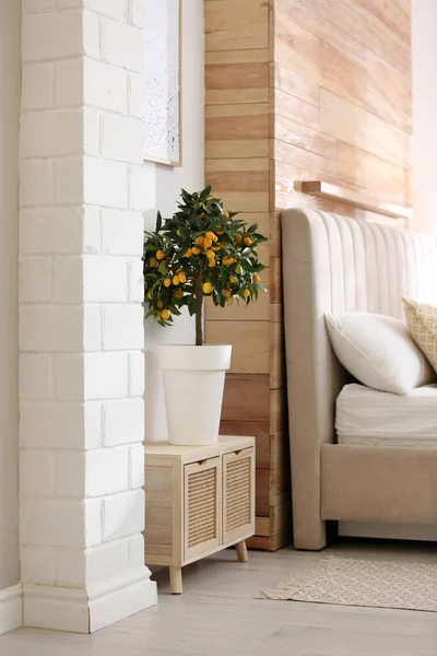 Potted Kumquat Tree Ripening Fruits Indoors Interior Design — Stock Photo, Image