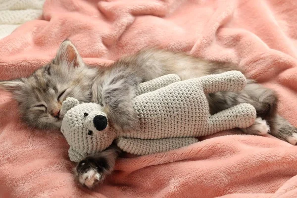 Schattig Kitten Slapen Met Speelgoed Zacht Roze Deken — Stockfoto