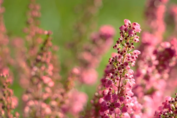 Heather Shrub Blooming Flowers Outdoors Sunny Day Closeup Space Text — Stock Photo, Image