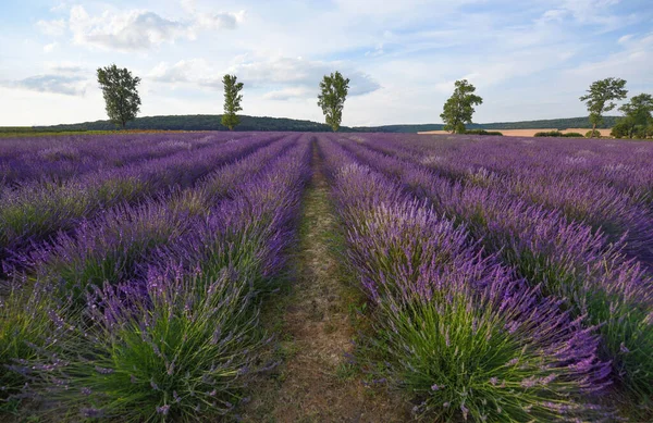 Pittoresk Uitzicht Prachtig Bloeiend Lavendelveld — Stockfoto