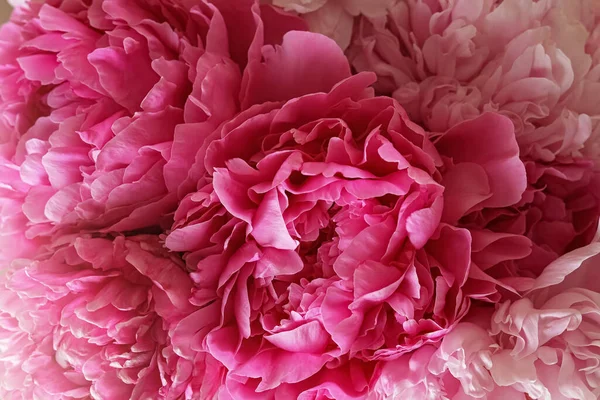 Closeup View Beautiful Pink Peony Bouquet — Stockfoto