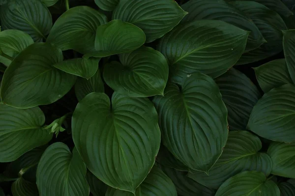 Όμορφη Hosta Plantaginea Πράσινα Φύλλα Στον Κήπο Κορυφαία Θέα — Φωτογραφία Αρχείου