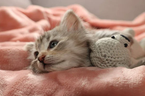 Schattig Katje Met Speeltje Zachte Roze Deken — Stockfoto