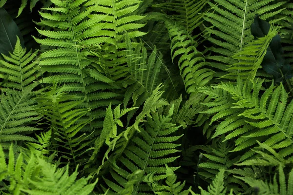 Beautiful Fern Lush Green Leaves Growing Outdoors — Stockfoto