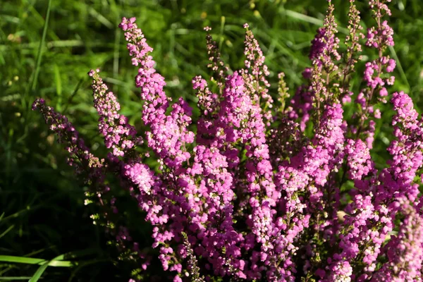 Güneşli Bir Günde Açık Havada Çiçek Açan Heather Çalısı Yakın — Stok fotoğraf