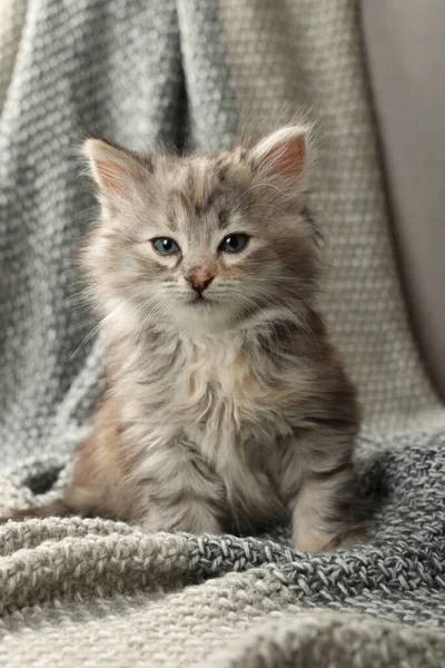 Örgü Örmüş Şirin Bir Kedi Yavrusu Yavru Hayvan — Stok fotoğraf