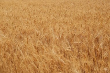 Beautiful agricultural field with ripe wheat crop