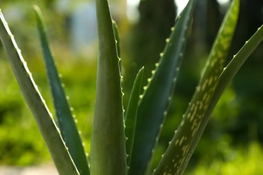 Güneşli bir günde güzel aloe vera bitkisinin yakın görüntüsü.