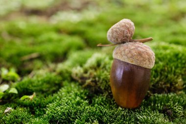 Yeşil yosunlu meşe palamudu, yakın plan. Metin için boşluk