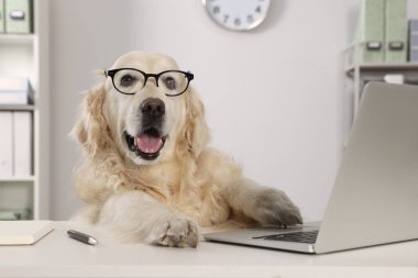 Cute retriever wearing glasses at table in office. Working atmosphere