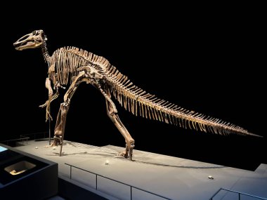 Müzedeki Edmontosaurus 'un gerçek boyuttaki iskeleti.