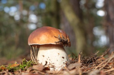 Güzel Porcini mantarı sonbahar günü ormanda yetişir.