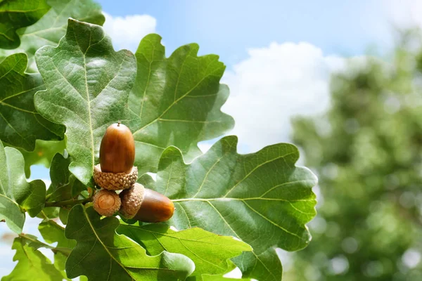 Oak Branch Acorns Green Leaves Outdoors Closeup Space Text — Stock Photo, Image